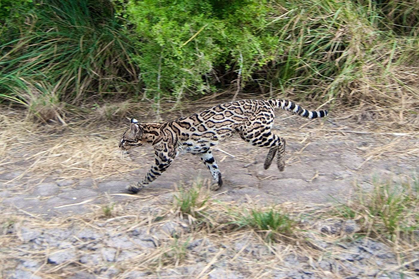 Ocelot running
